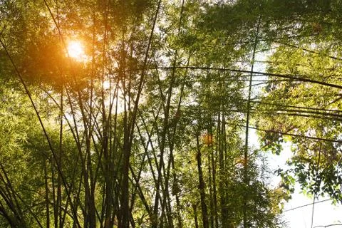 Wild bamboo forest with the setting sun behind Stock Photos