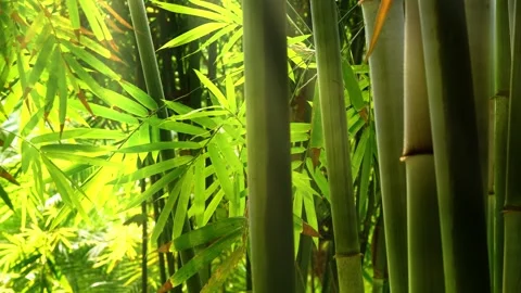 Wild bamboo forest with stems and bright lush foliage Stock Footage 257936417