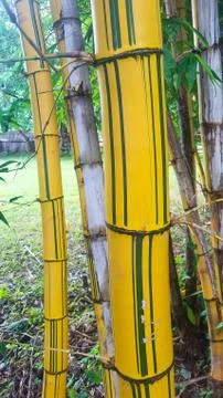 Wild bamboo Stock Photos