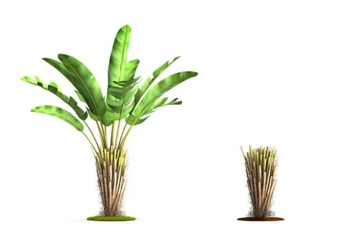 Wild banana tree. Stock Illustration