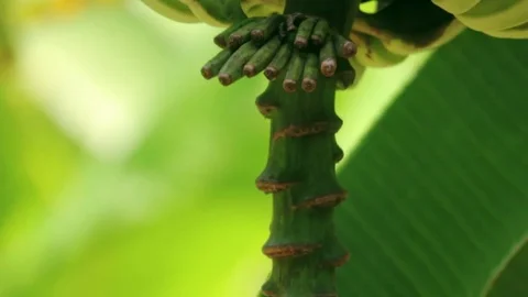 Wild bananas on a branch 스톡 동영상 73870556