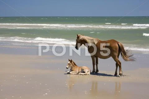 A Wild Banker Pony Mare And Her Foal, Outer Banks, North Carolina