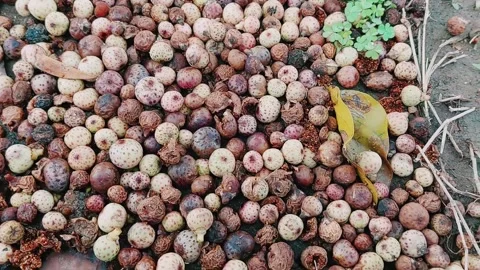 Wild banyan fruit seeds close up forest botanical specimen details Stock Footage 333493536