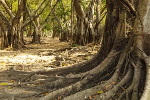 Wild banyan roots. Stock Photos