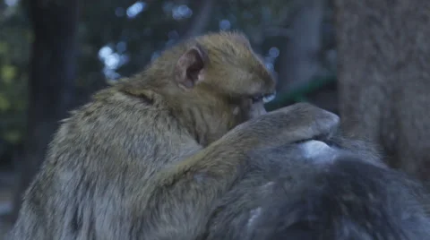 Wild Barbary macaque monkey eats bugs from other monkey Stock Footage 56662616