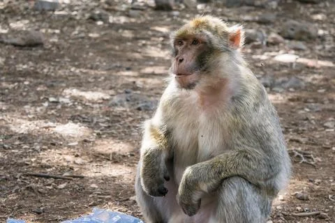 A wild barbary macaque monkey (Macaca sylvanus), waiting for peanuts from touris Stock Photos