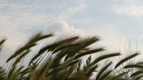 Wild barley Stock Footage 6458883