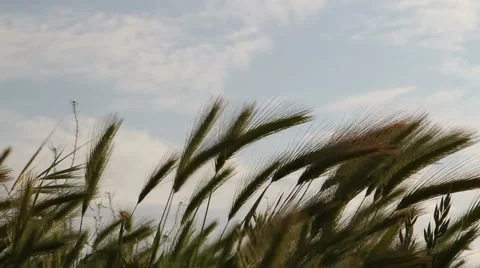 Wild barley slow Vidéo 6454780