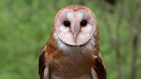 Wild Barn Owl Close Up, Slow Motion Flight Take Off, Wild Nature Raptor Bird Video stock 293172649