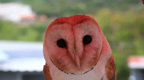 Wild barn owl Stock Footage 43201078