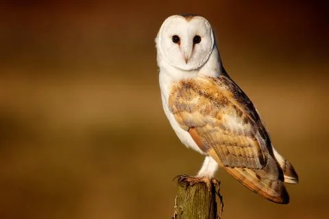 Wild Barn Owl Stock Photos