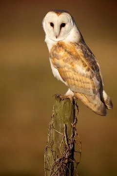 Wild Barn Owl Stock Photos