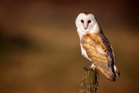 Wild Barn Owl Stock Photos