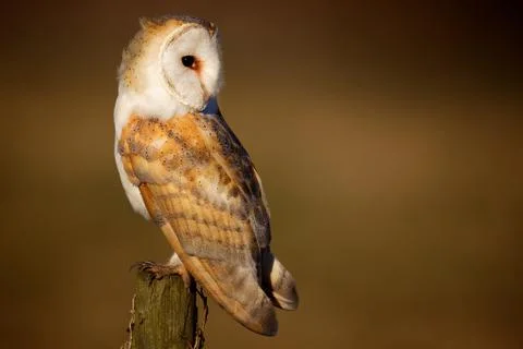 Wild Barn Owl Stock Photos
