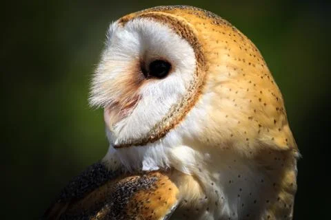 Wild barn owl Stock Photos