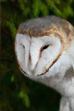 A wild barn owl Fotos Stock