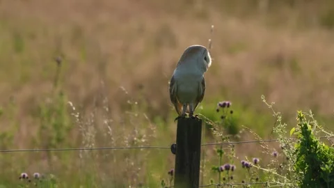 Wild Barn Owl (Tyto Alba) perched and flying on a Summers morning Vídeos de archivo 295362040