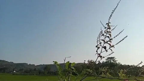 Wild basil grows in the open. Stock Footage 336733961