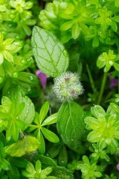 Wild Basil. Stock Photos