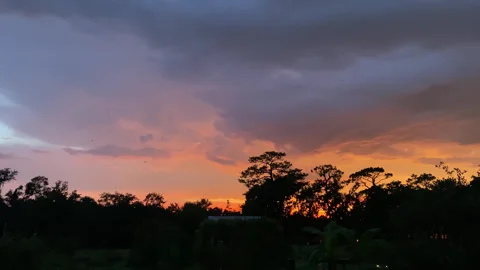 Wild Bat Colony Flying Around During Dusk Eating Insects In Tampa, Florida Stock Footage 314651599