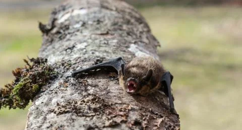Wild bat hissing on a tree log being scared. Stock Photos