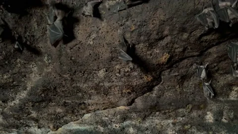 Wild bats in a dark cave close-up. Gothic Halloween animals on a rock. Stock Footage 167219392