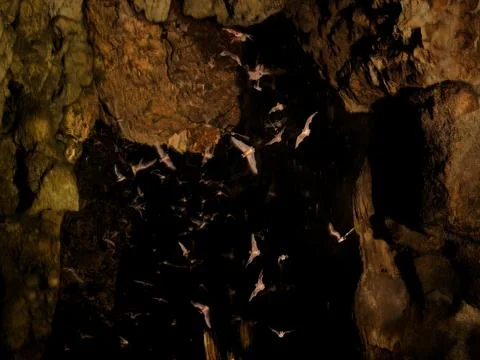 Wild bats flying inside dark limestone cave, large colony in flight, motion.. Stock Photos