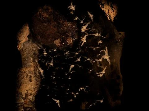 Wild bats flying inside dark limestone cave, large colony in flight, motion.. Stock-Fotos