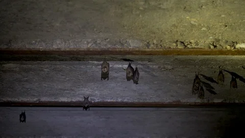 Wild bats in the natural environment Stock Footage 127568190
