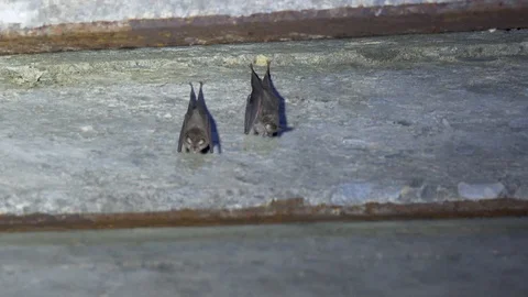 Wild bats in the natural environment Stock Footage 127568522