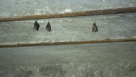Wild bats in the natural environment Stock Footage 127568876