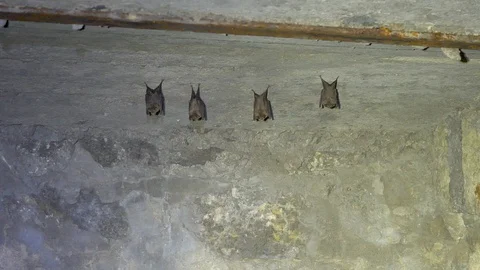 Wild bats in the natural environment Stock Footage 127569508