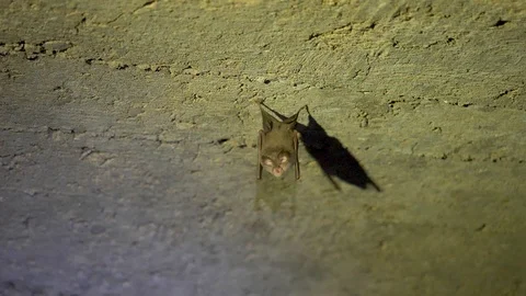 Wild bats in the natural environment Stock Footage 127570232