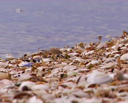 Wild beach of the Black Sea Stock Footage 50695271