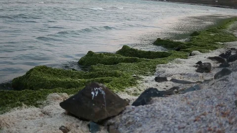 Wild beach with seaweed Stock Footage 113965802