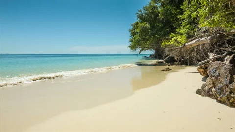 Wild beach with trees and rocks Stock Footage 197364842