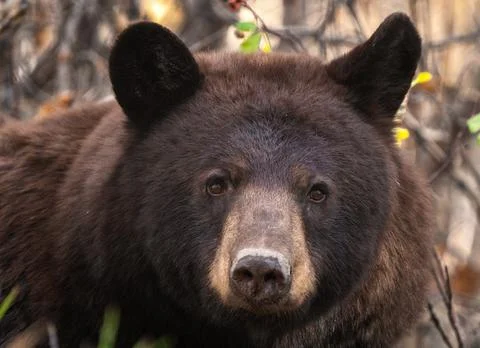 Wild Bear Canada 스톡 사진