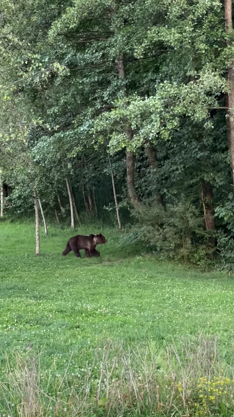 A wild bear comes out of the woods for a palyana. Concept Bear Stock Footage 302823604