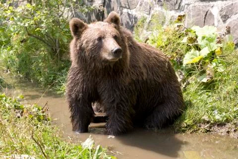 Wild bear cooling in water Stock Photos