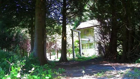 Wild Bear Cub Running Past Treehouse Stock Footage 321515212