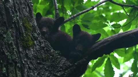 Wild Bear Cubs Adorable Resting In Tree Rocky Mountain National Park Stock Footage 255751075