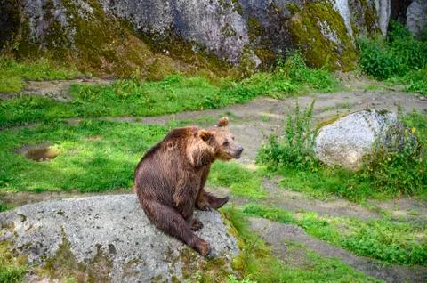 A wild bear drenched with rain is sitting on a big rock in Europe and roaming Stock Photos