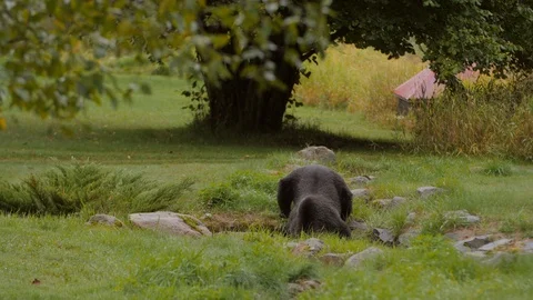 Wild bear drinking water from stream flowing through grassland in forest - 스톡 동영상 128789620