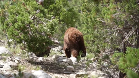 Wild bear encounter on the Pacific Crest Trail in the USA. Stock Footage 161409116
