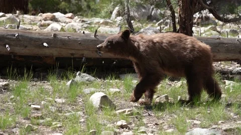 Wild bear encounter on the Pacific Crest Trail in the USA. Vidéo 161409136