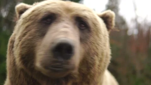 Wild Bear Face Close-up Stock Footage 306157766