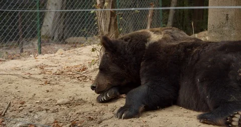 Wild bear in the forest, sleep directly. Slow motion Stock Footage 120040479
