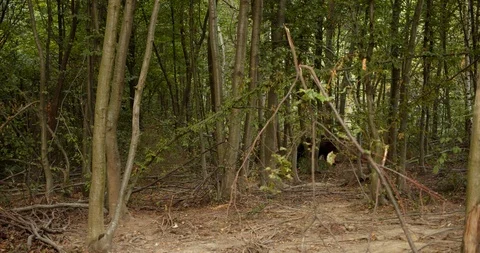 Wild bear in the forest, walking directly. Slow motion Stock Footage 115725765