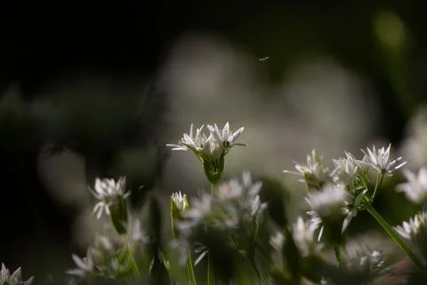 Wild bear garlic with flower in the forest (Allium ursinum) Foto stock