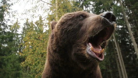 Wild Bear Growls Close-up Stock Footage 288182362